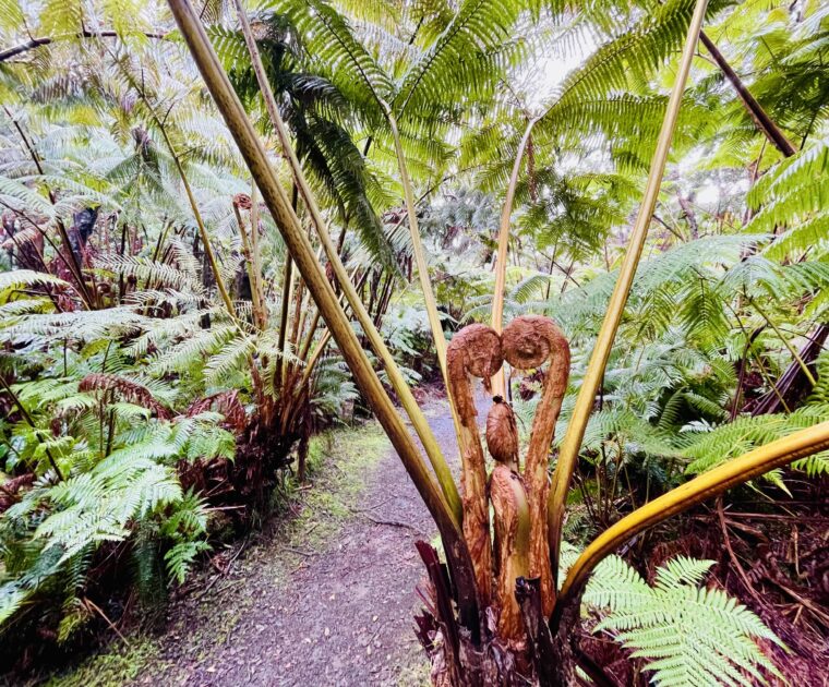 Ferns along a Hawaii Island hiking trail